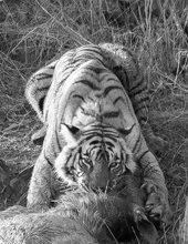 Meredith  (110 of 206).jpg