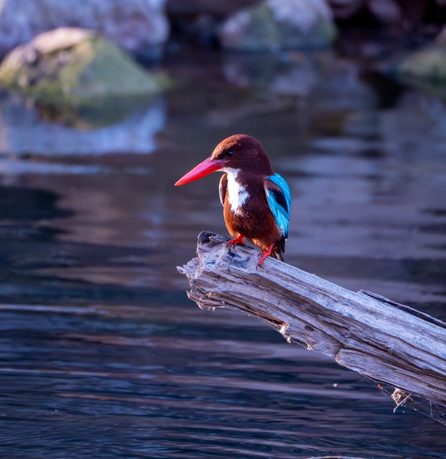 Meredith  (113 of 206).jpg