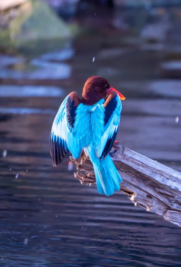 Meredith  (114 of 206).jpg