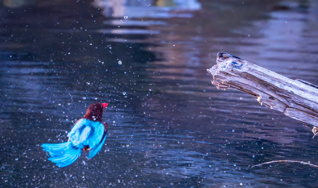 Meredith  (115 of 206).jpg