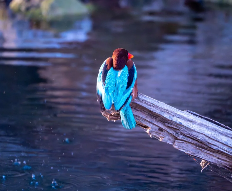 Meredith  (116 of 206).jpg