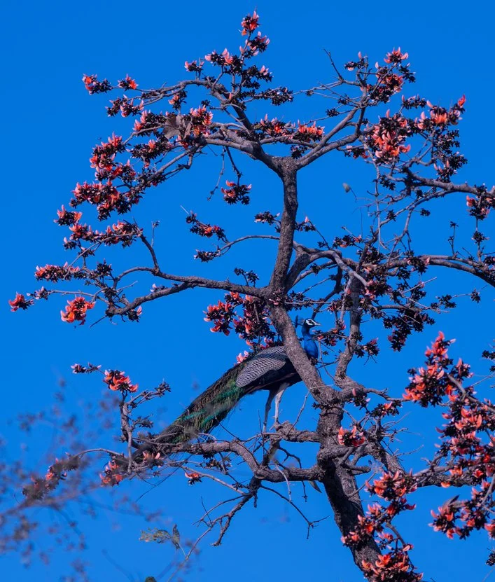 Meredith  (120 of 206).jpg