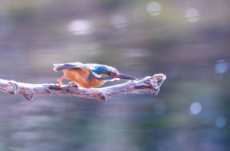 Meredith  (121 of 206).jpg