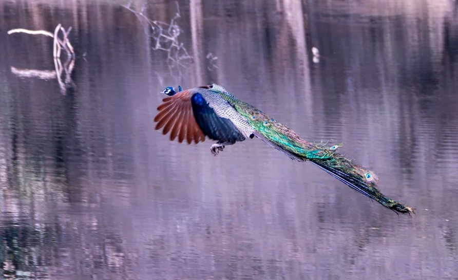 Meredith  (125 of 206).jpg