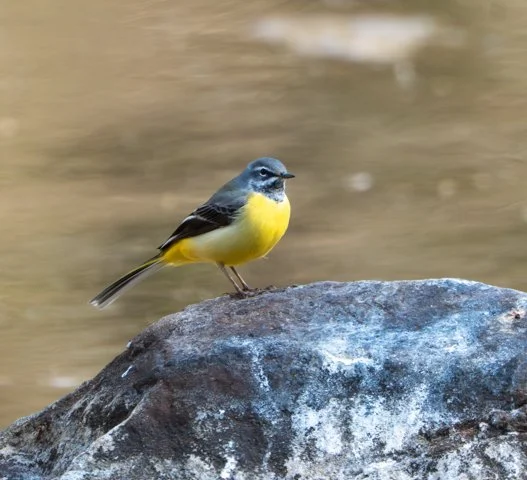 Meredith  (126 of 206).jpg