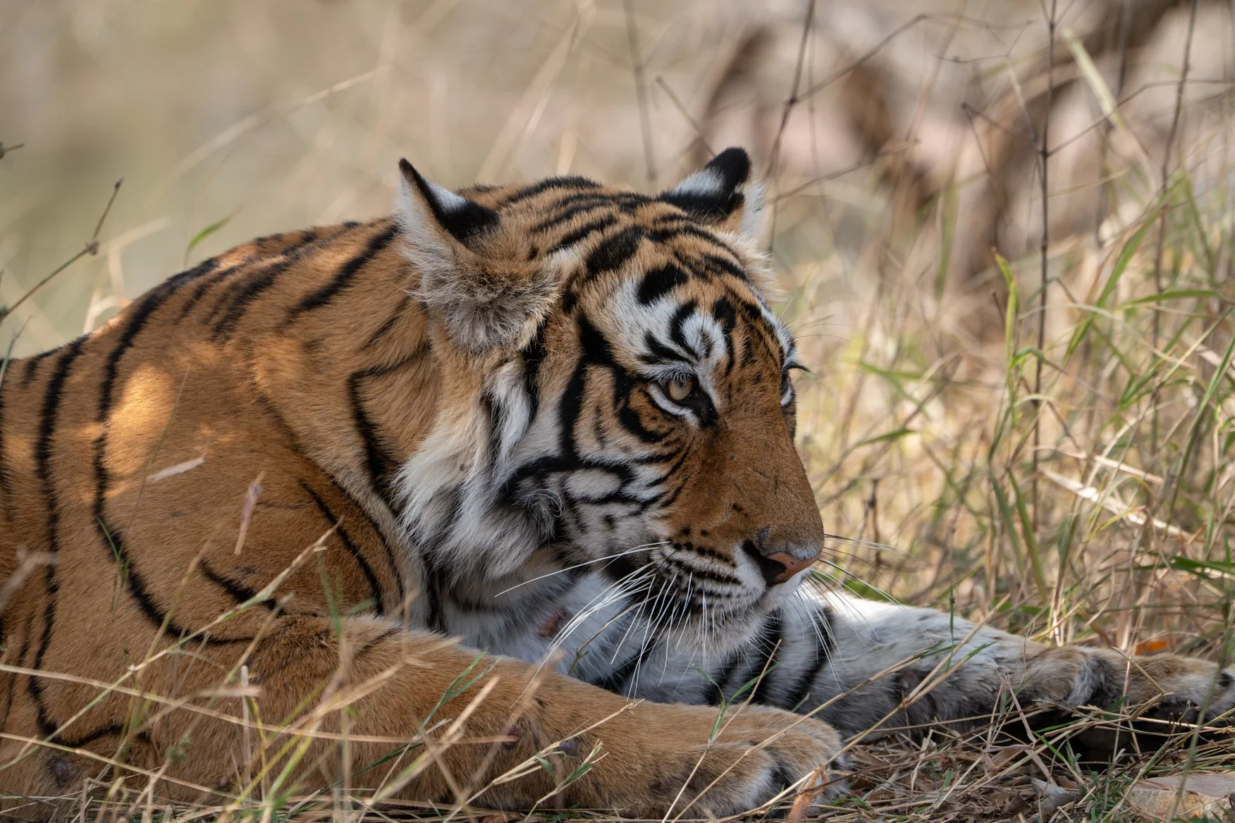 Meredith  (127 of 206).jpg