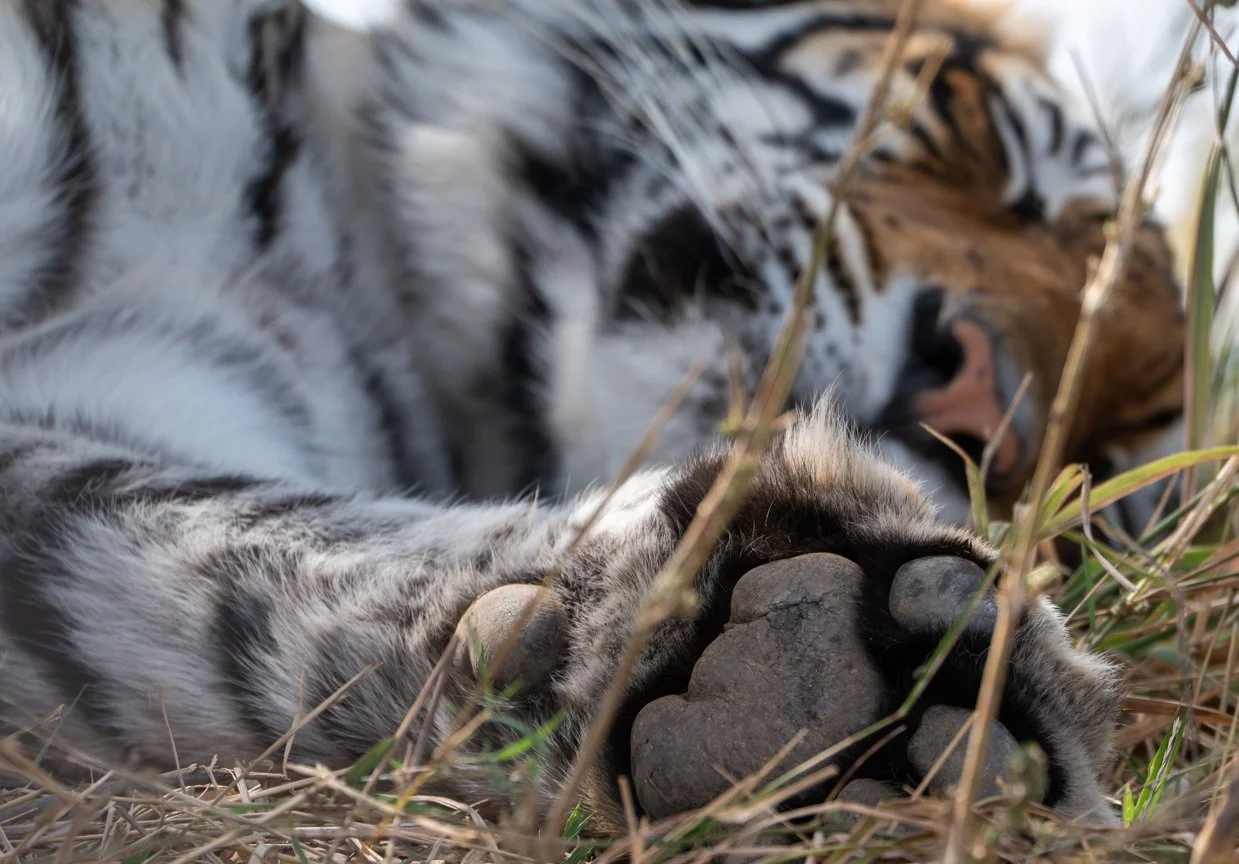 Meredith  (130 of 206).jpg