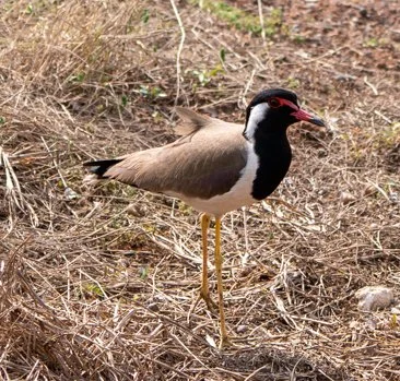 Meredith  (141 of 206).jpg