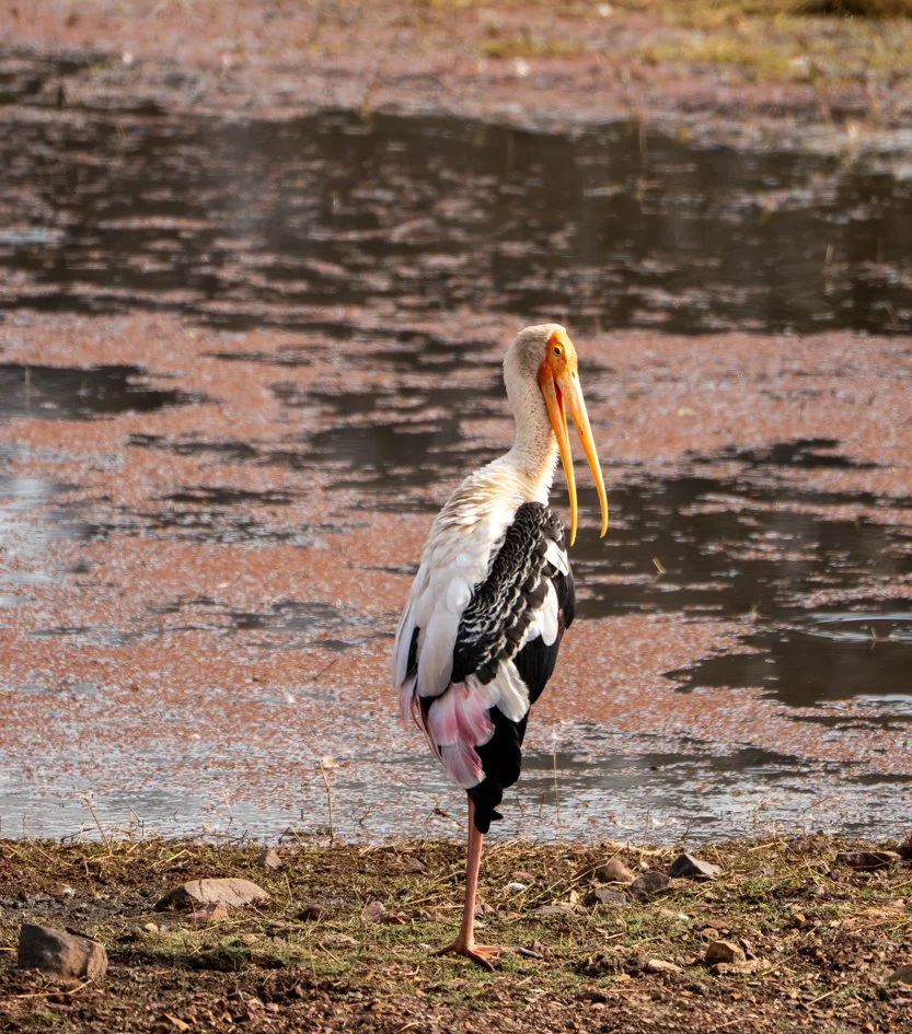 Meredith  (142 of 206).jpg