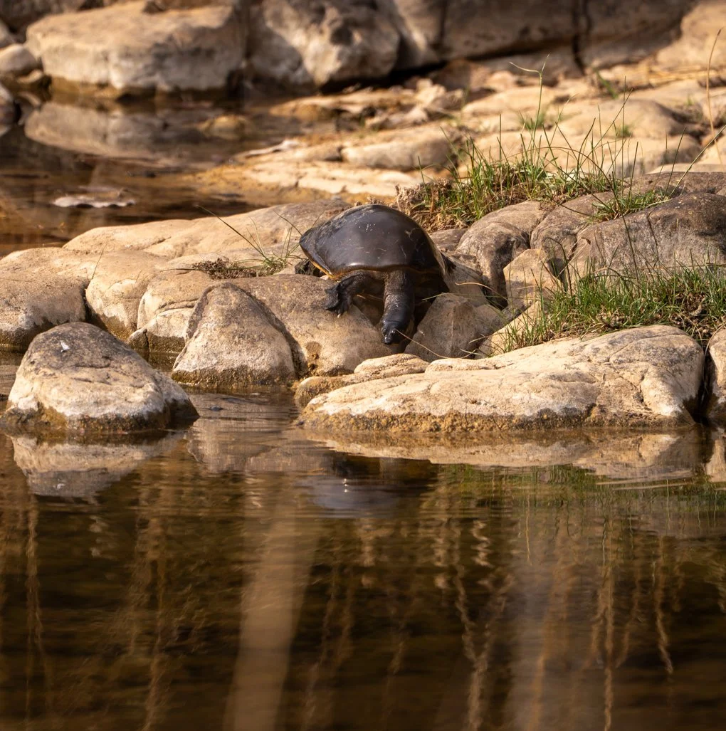 Meredith  (143 of 206).jpg