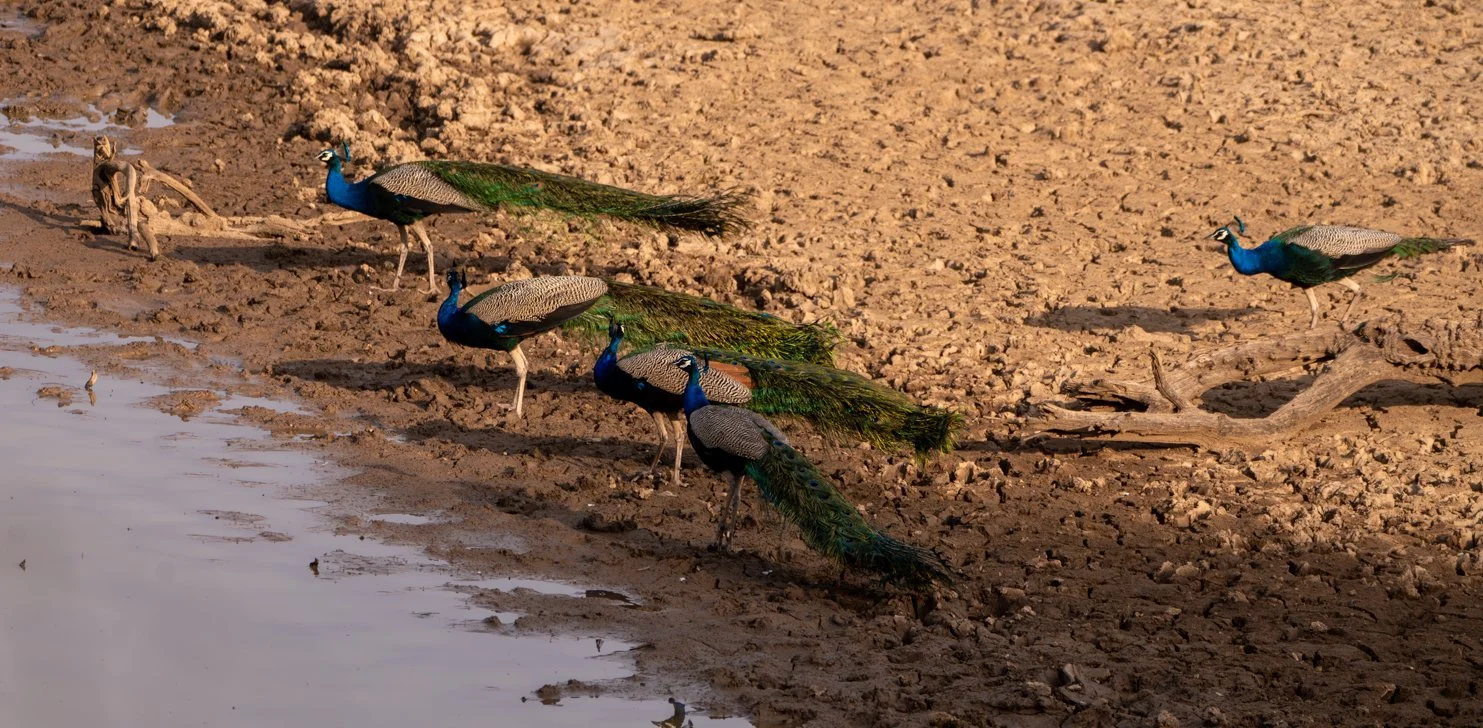 Meredith  (147 of 206).jpg