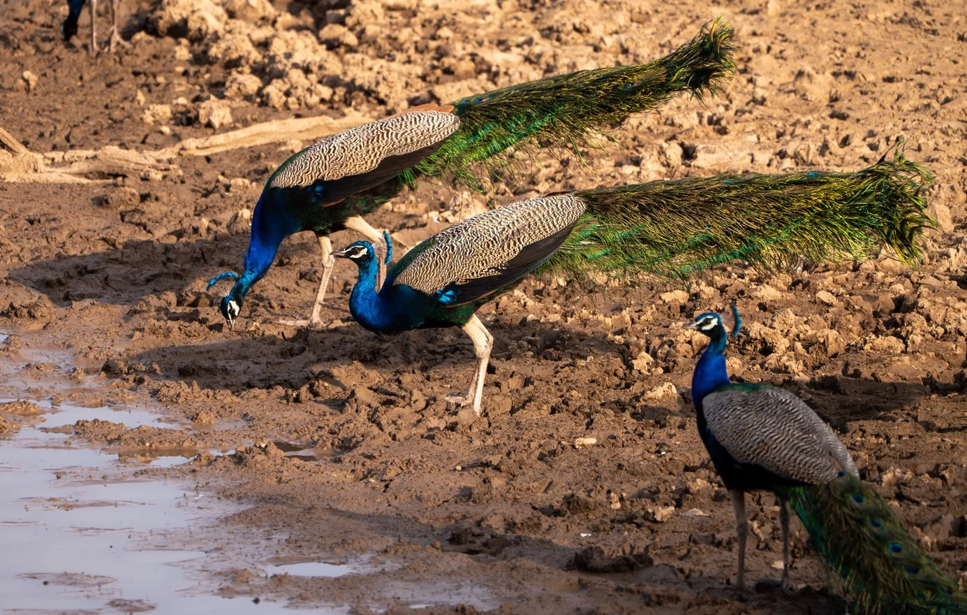 Meredith  (148 of 206).jpg