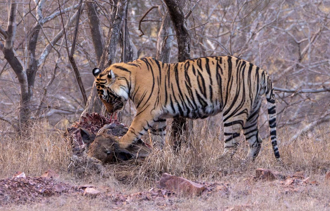 Meredith  (149 of 206).jpg