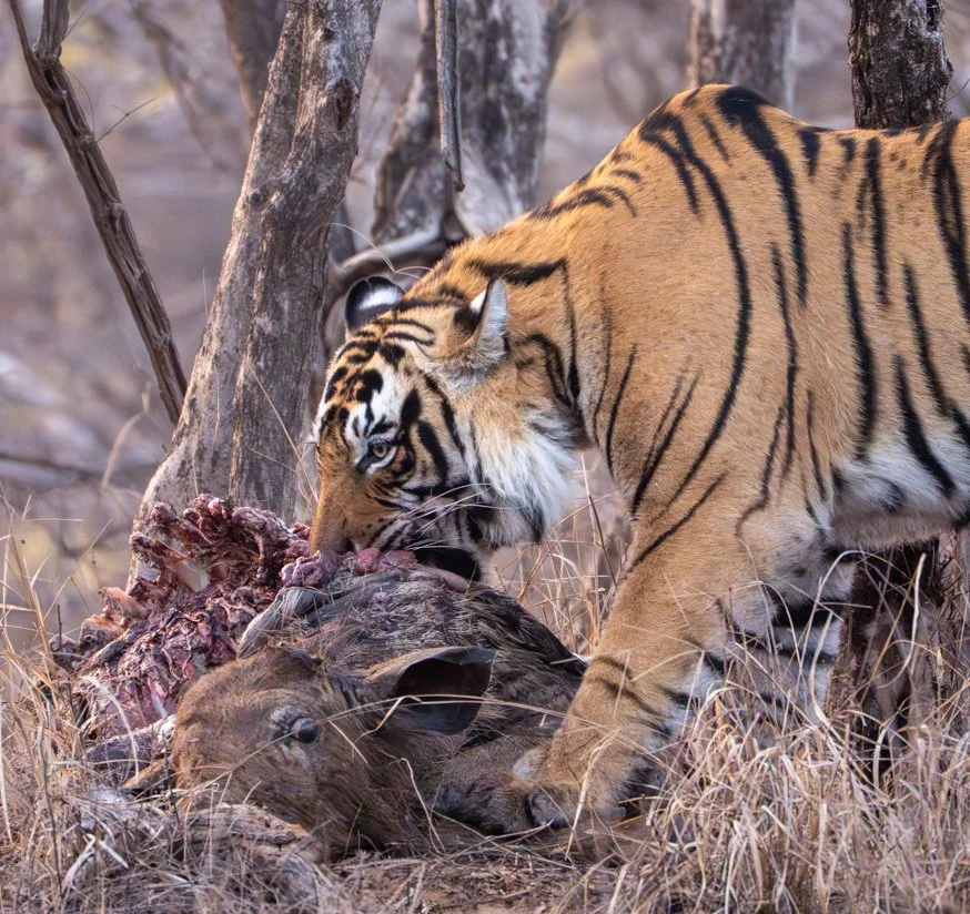 Meredith  (151 of 206).jpg