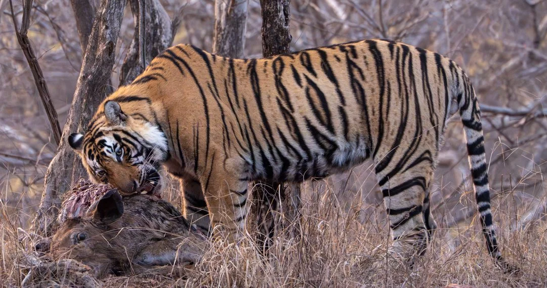 Meredith  (152 of 206).jpg