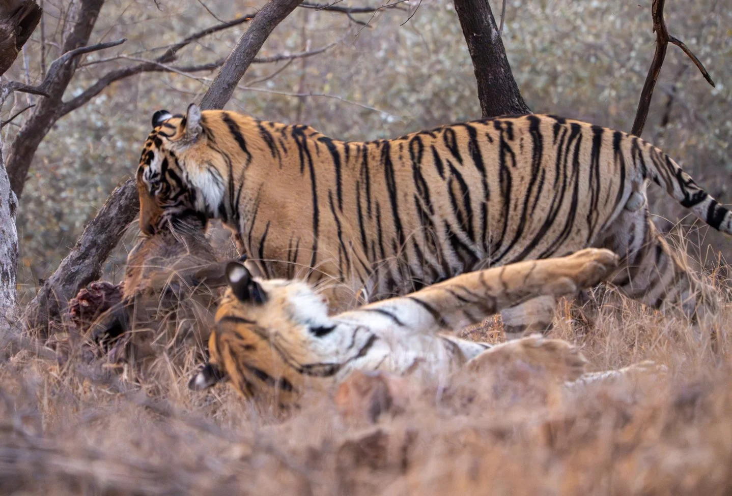 Meredith  (153 of 206).jpg