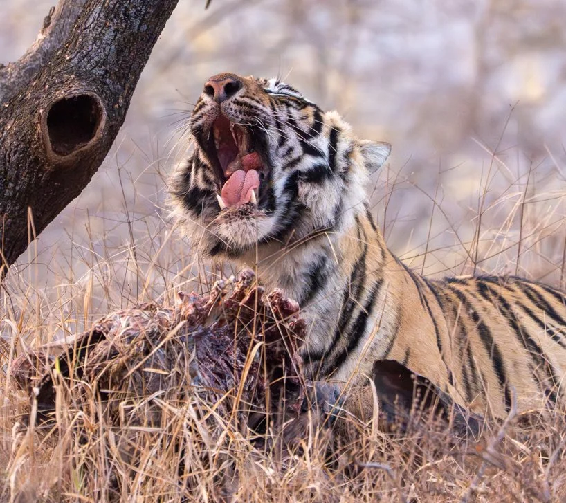 Meredith  (154 of 206).jpg