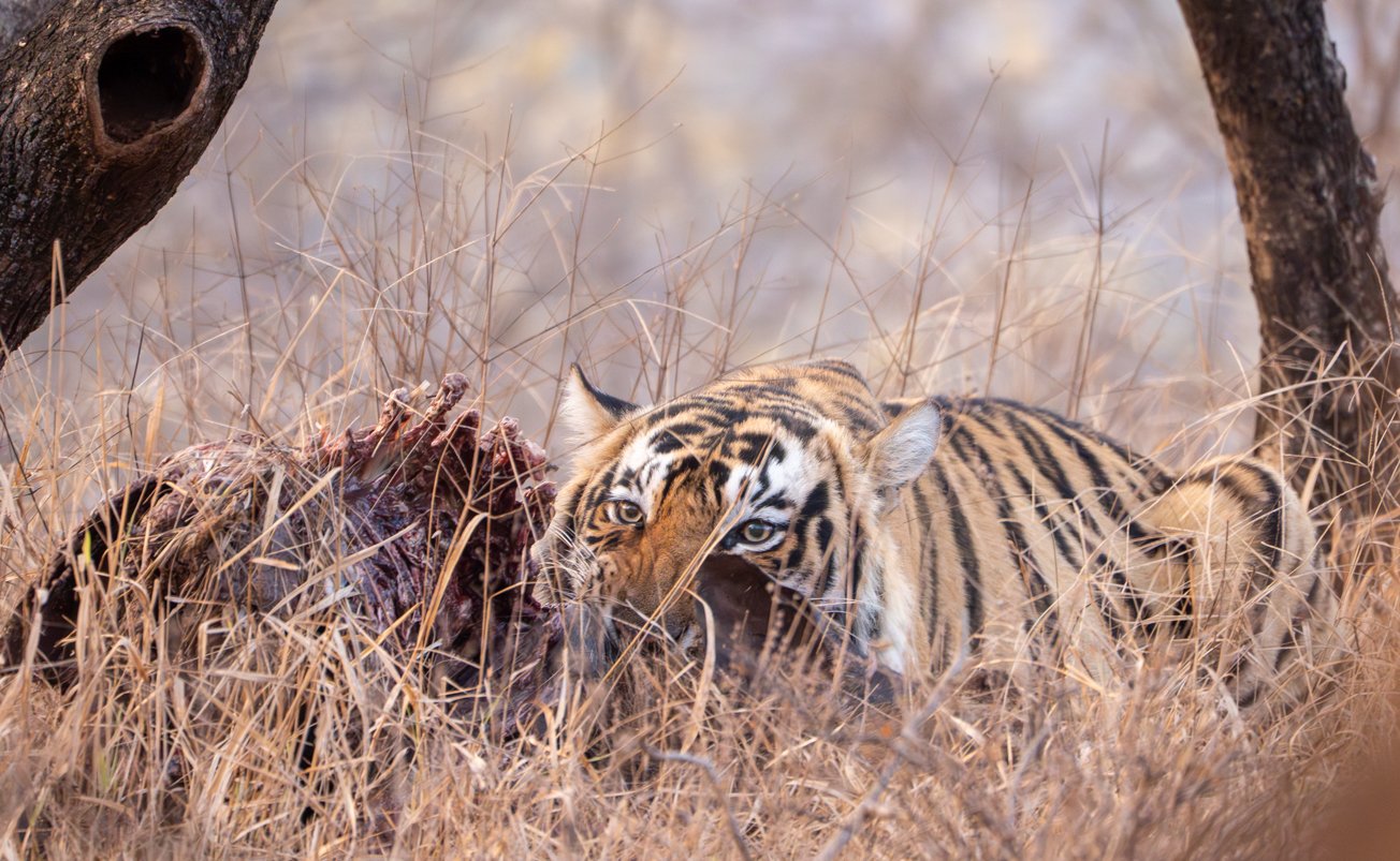 Meredith  (155 of 206).jpg