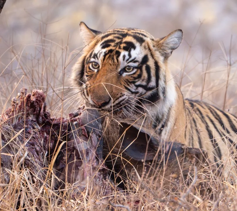 Meredith  (156 of 206).jpg