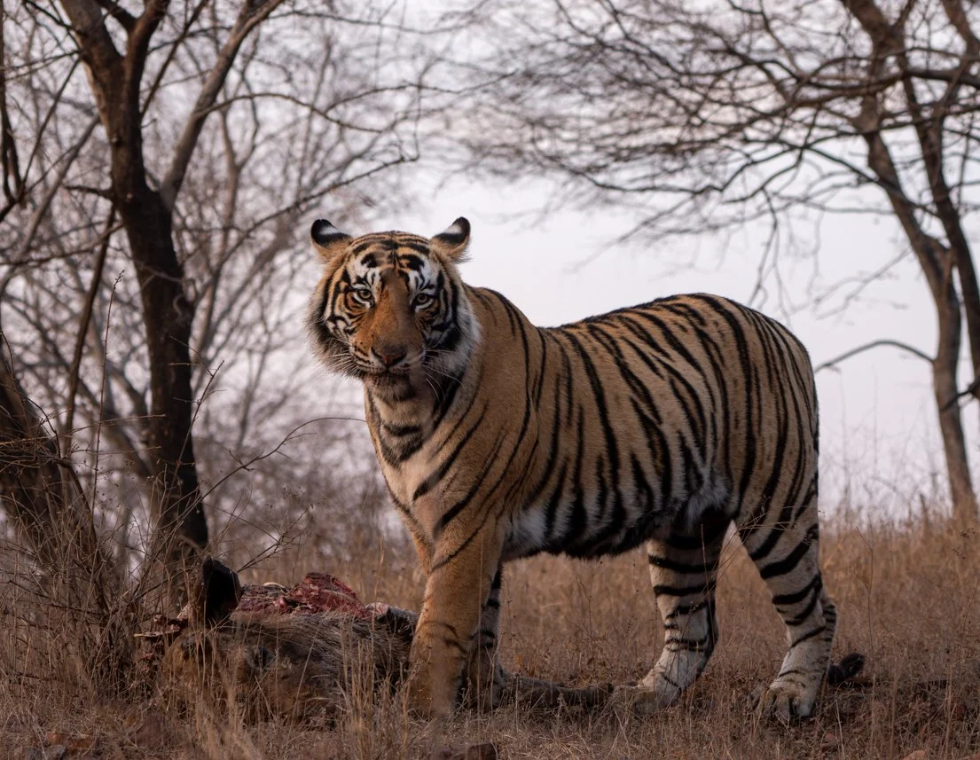 Meredith  (162 of 206).jpg