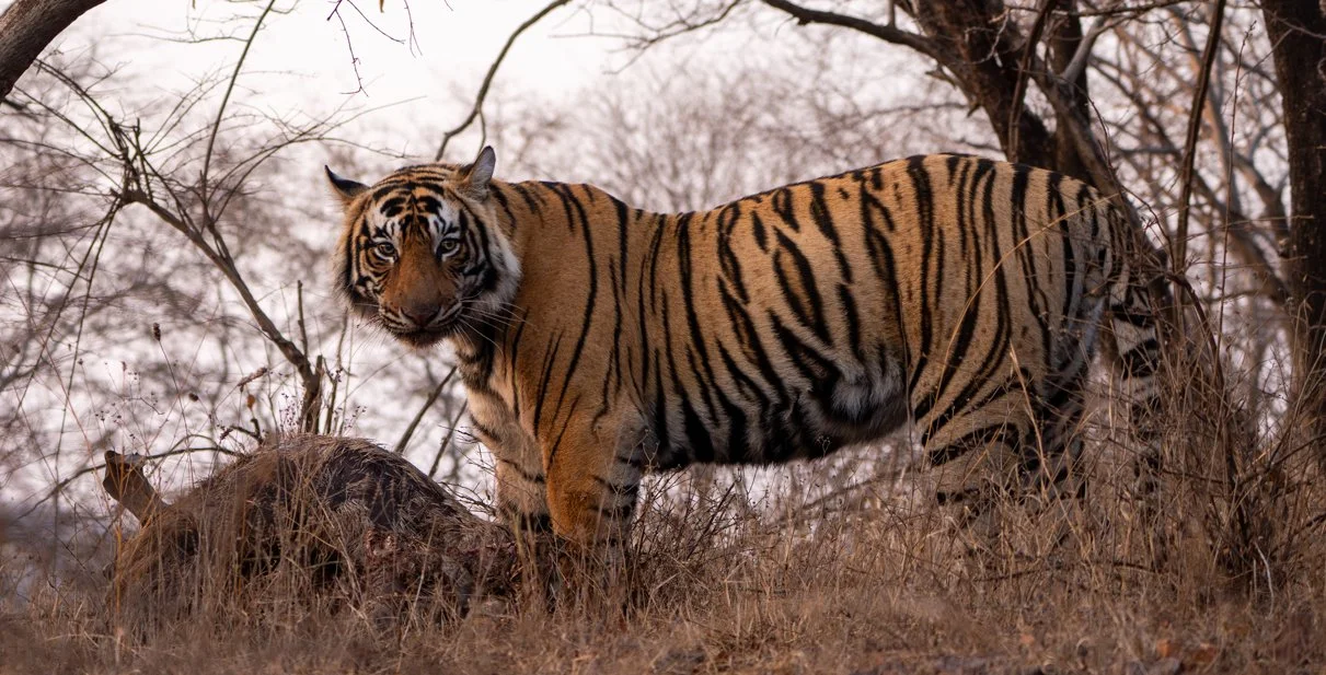 Meredith  (164 of 206).jpg