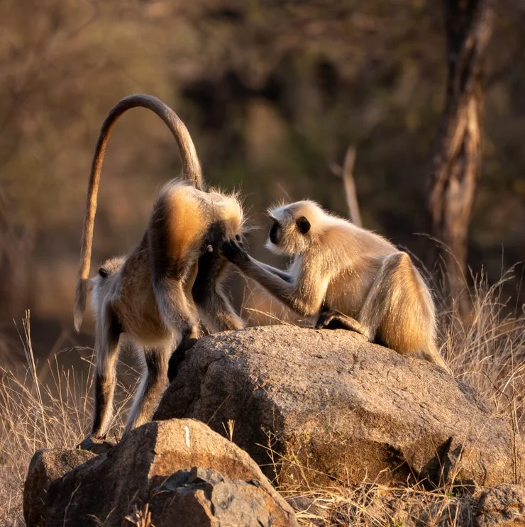 Meredith  (171 of 206).jpg