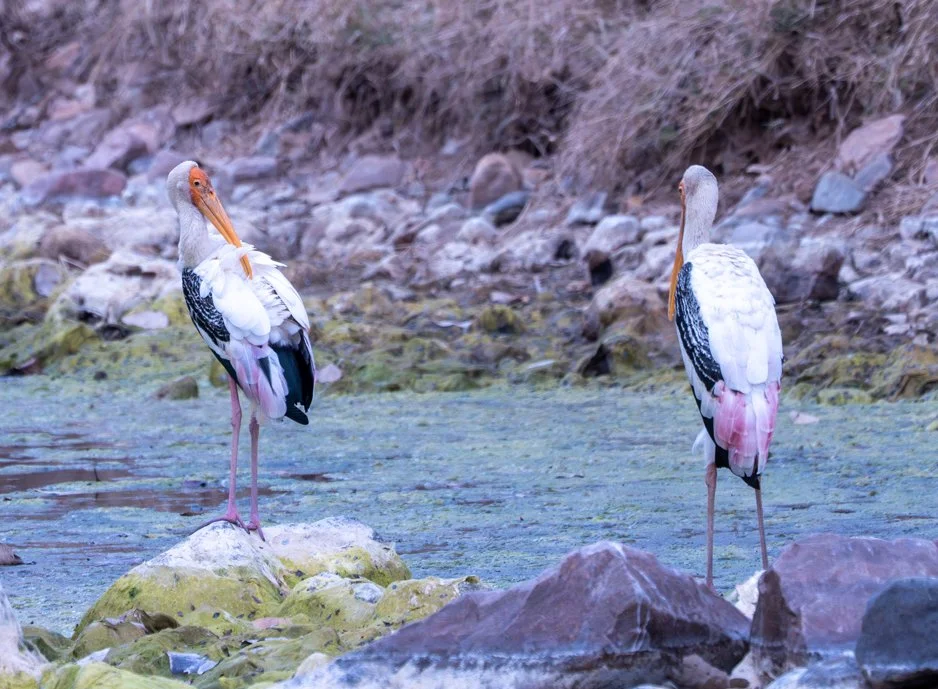 Meredith  (178 of 206).jpg