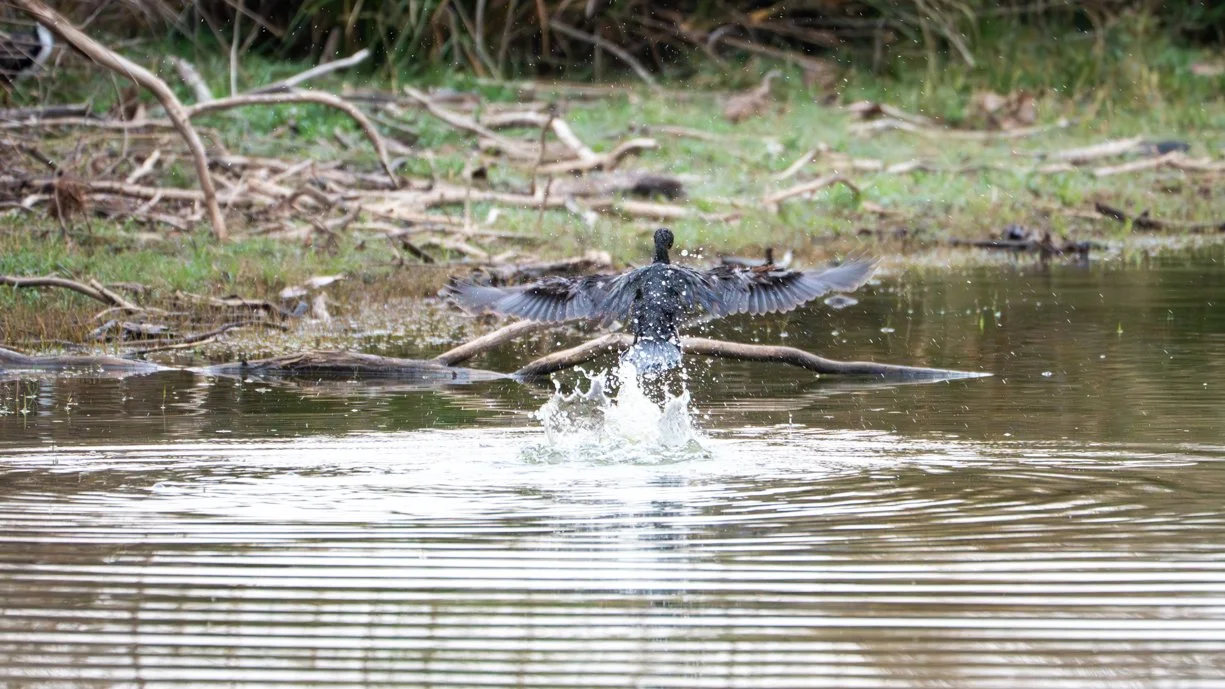 Meredith  (182 of 206).jpg