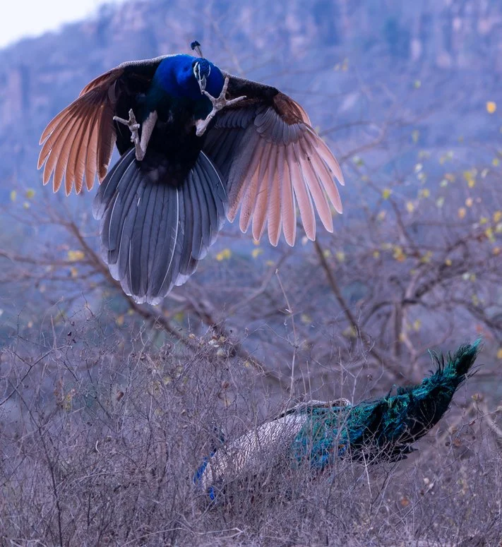 Meredith  (187 of 206).jpg