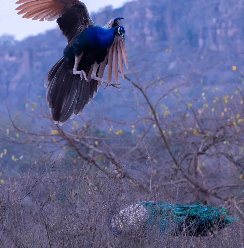 Meredith  (188 of 206).jpg