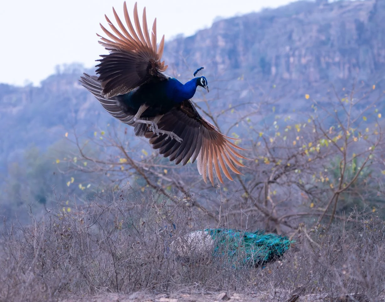 Meredith  (189 of 206).jpg