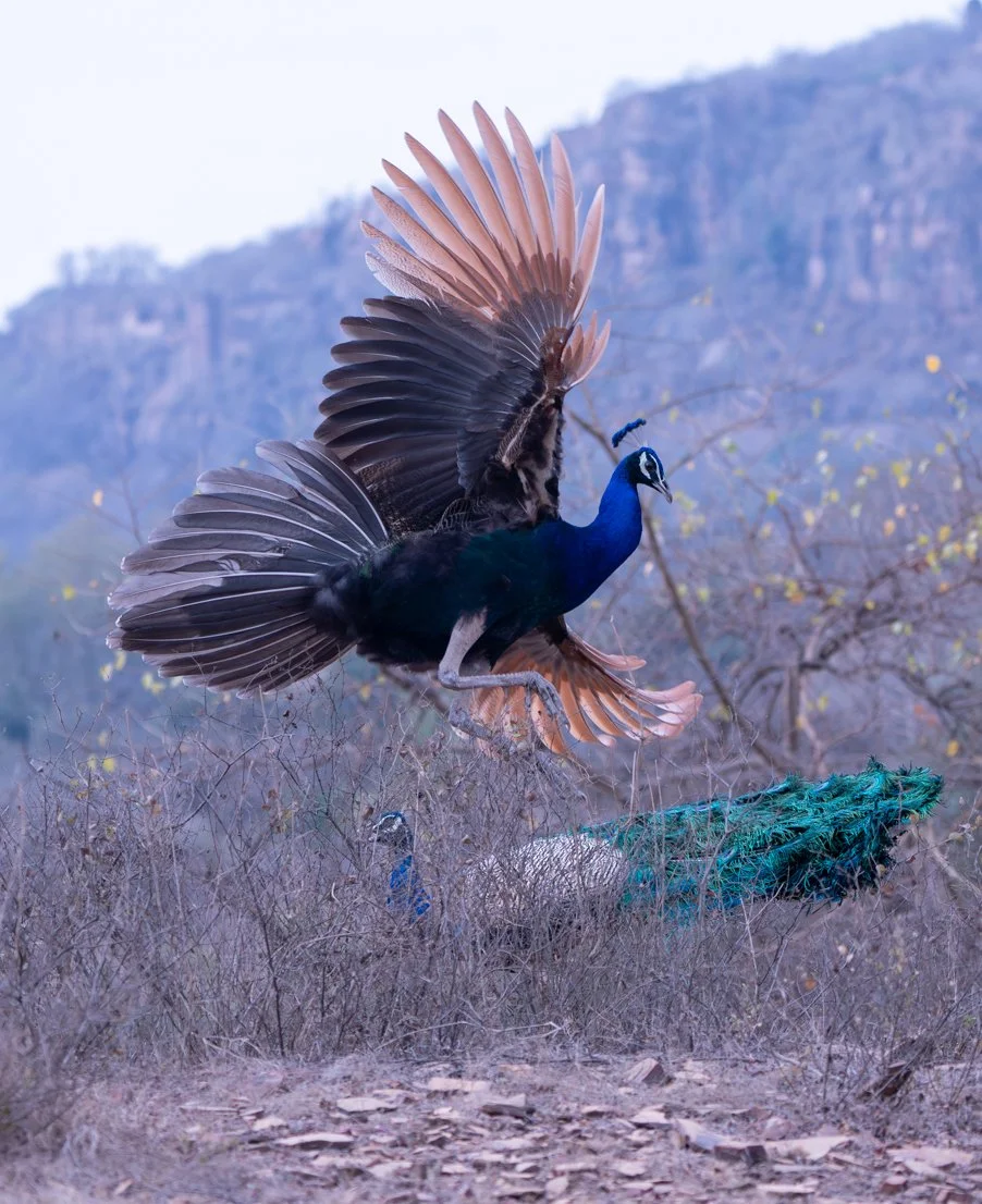 Meredith  (190 of 206).jpg