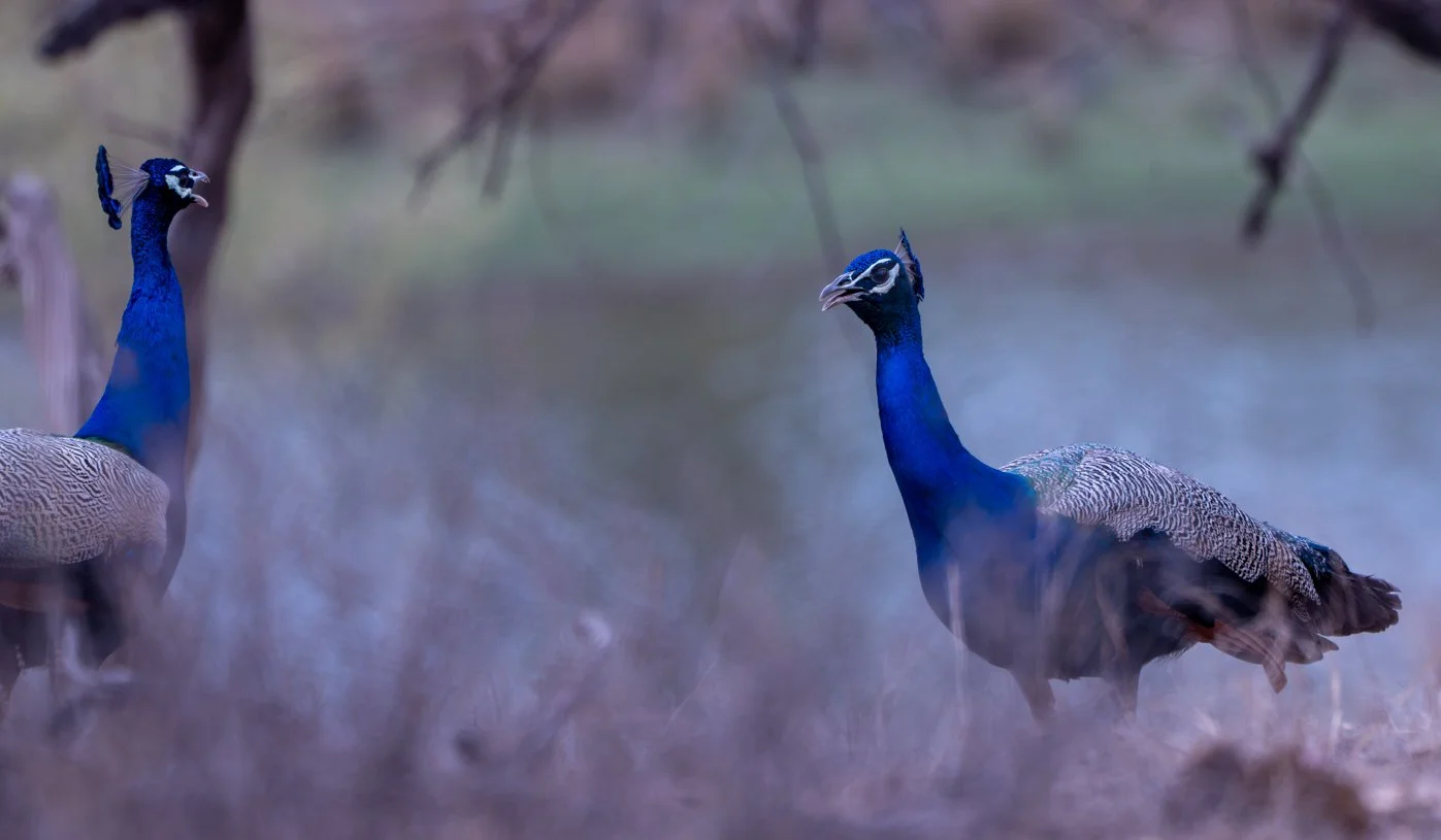 Meredith  (191 of 206).jpg