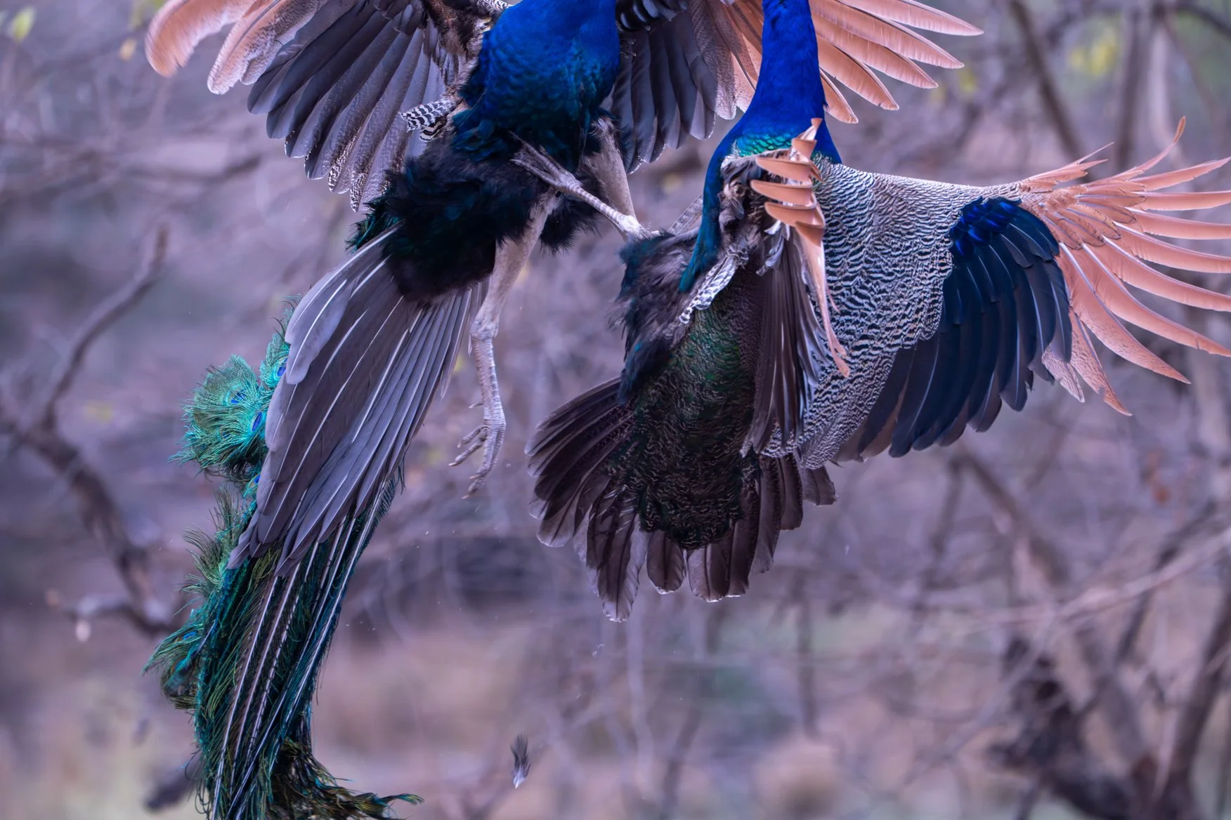 Meredith  (192 of 206).jpg