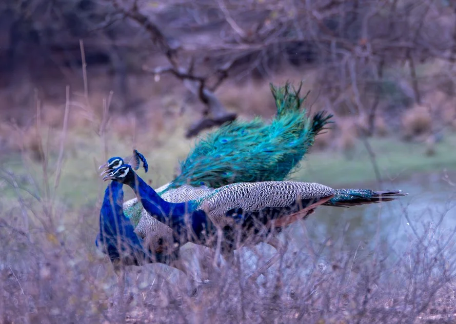 Meredith  (197 of 206).jpg