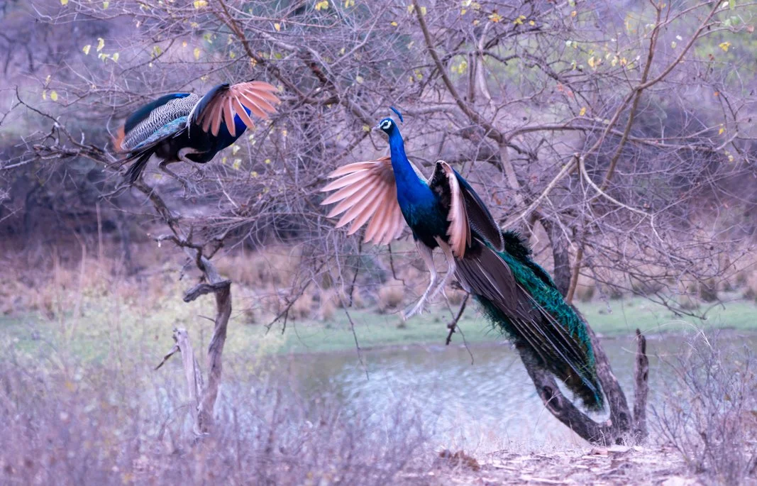 Meredith  (199 of 206).jpg