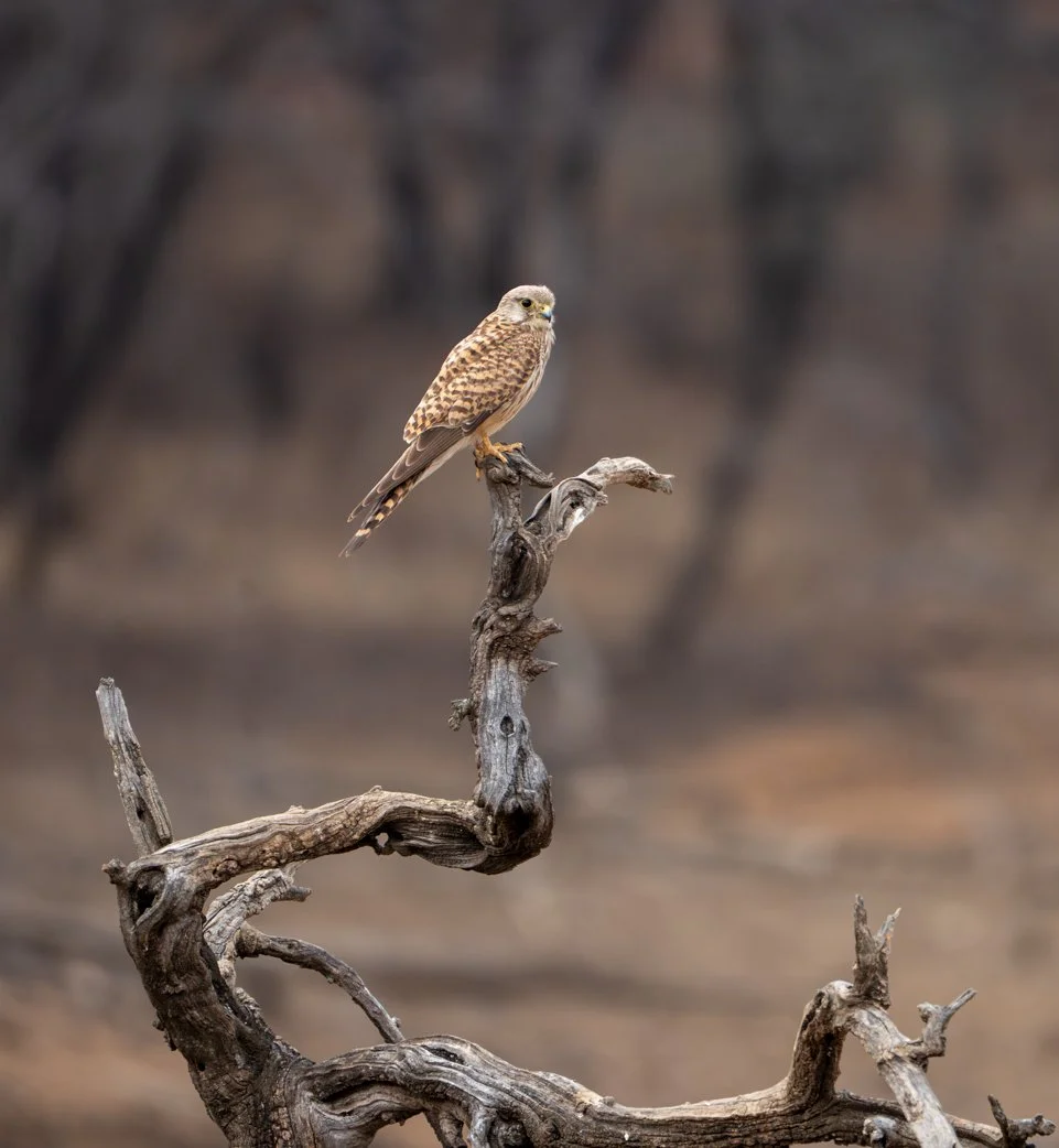 Meredith  (205 of 206).jpg