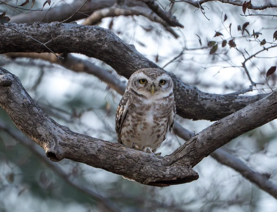 Meredith  (206 of 206).jpg