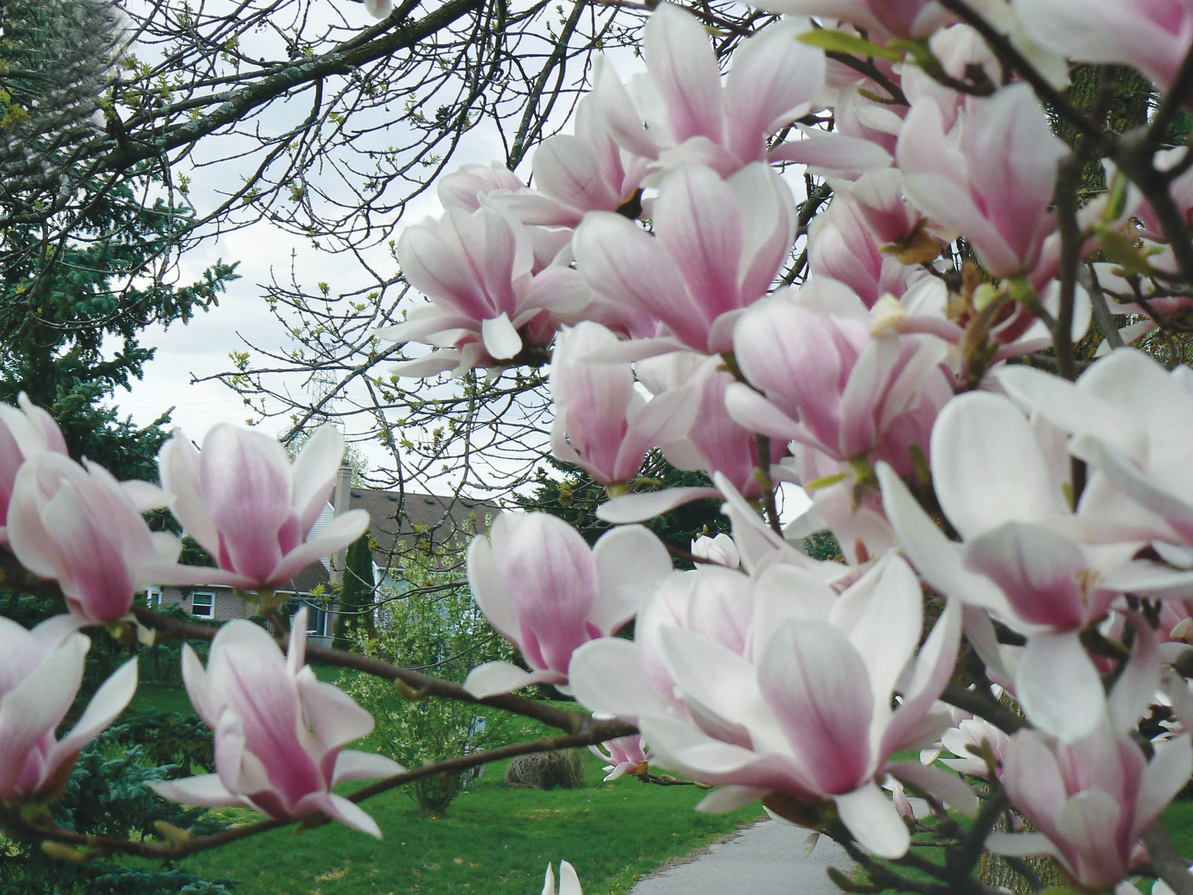 PICTURED: Magnolias were among the first plants to appear on earth, writes Dan Pearson.