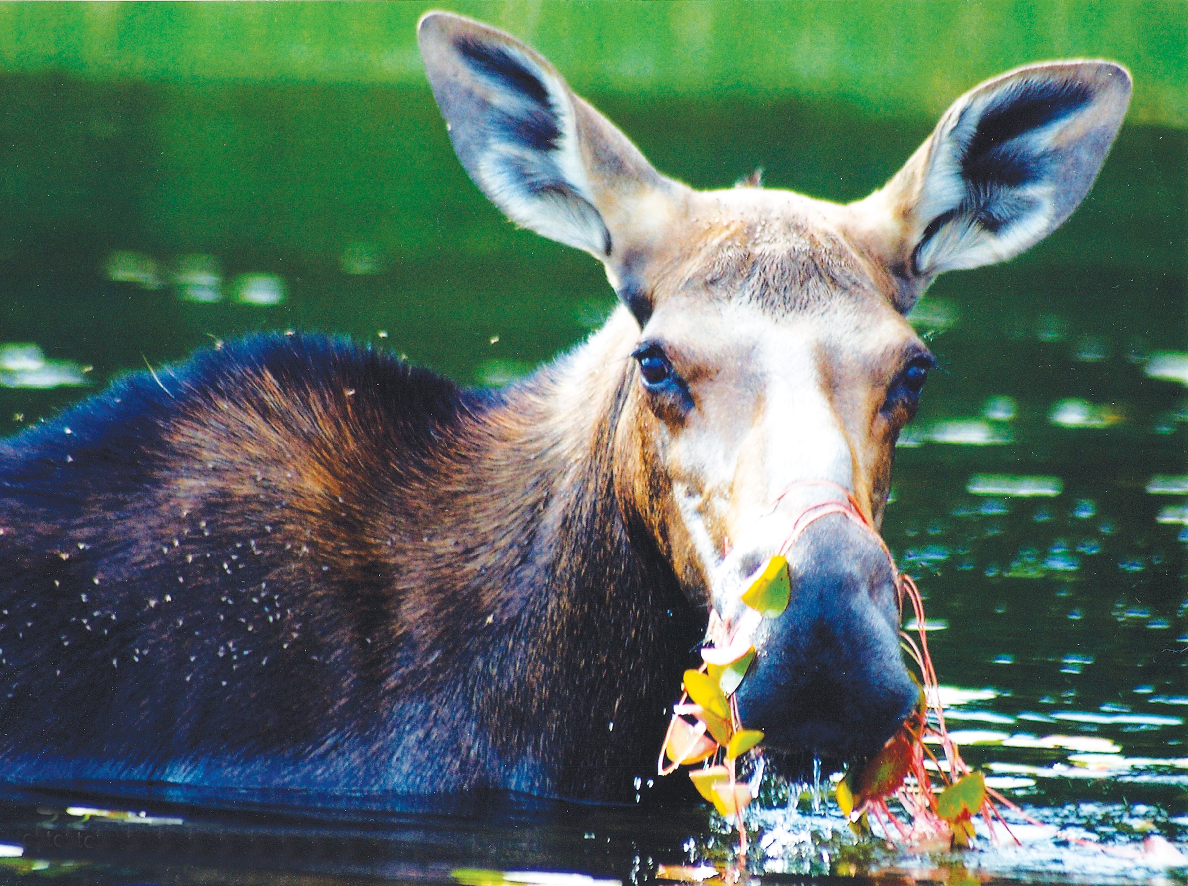 Лось пьет воду. Canadian Moose. Пиллоси. Зареченские лоси пьют воду.