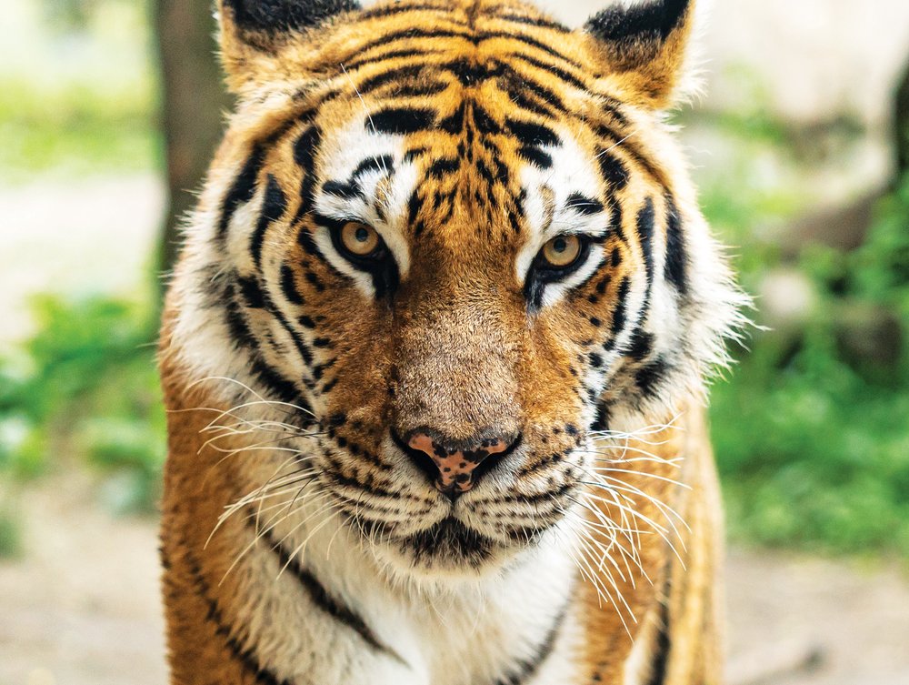 SCIENCE MATTERS - They belong in the wild, not in a backyard — Desi News — Celebrating our 27th well-read year! SCIENCE MATTERS - They belong in the wild, not in a backyard — Desi News — Celebrating our 27th well-read year!