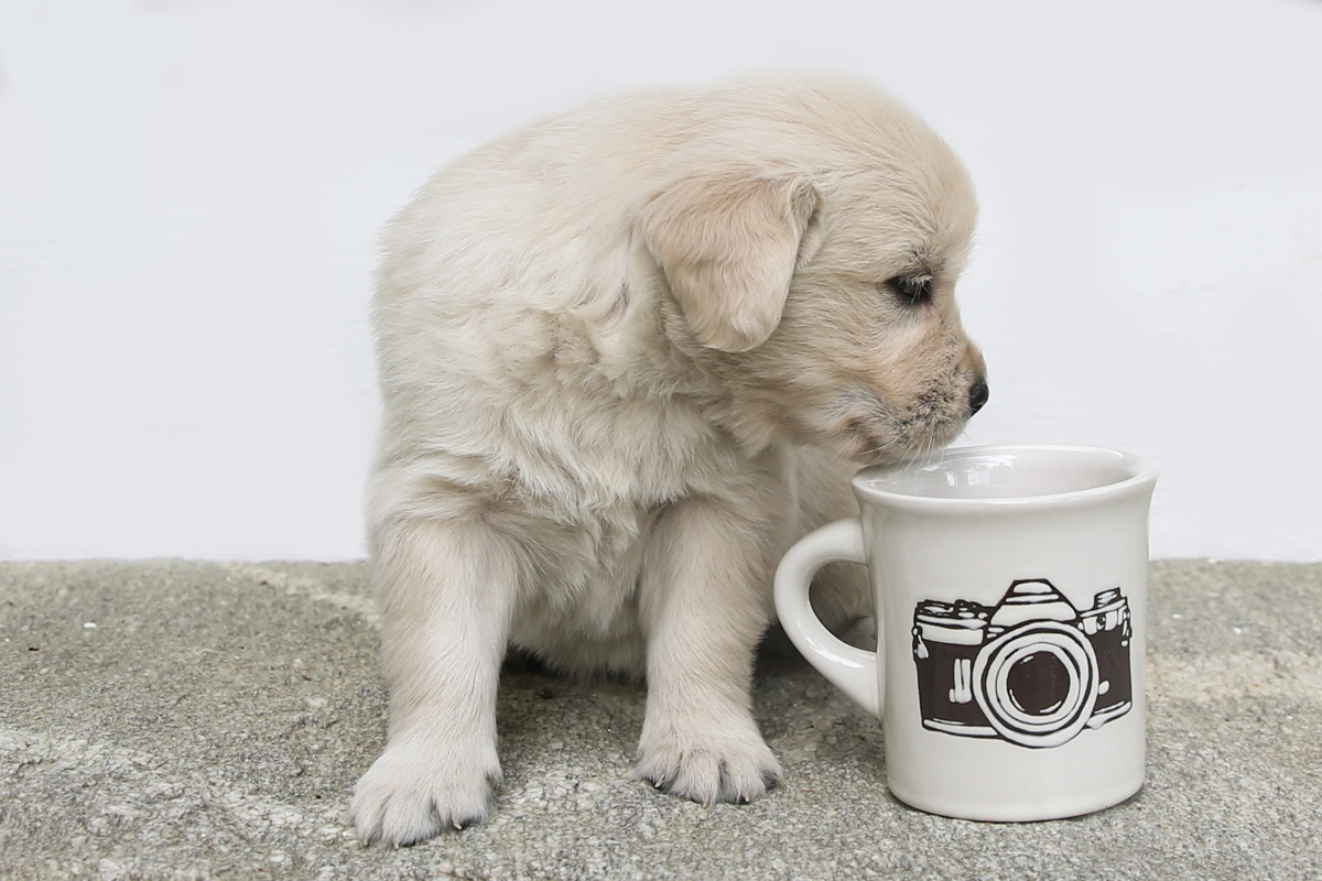website pup camera (1 of 1).jpg