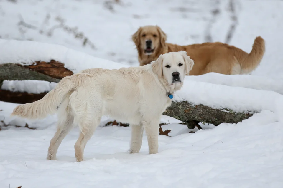 bo snow (2 of 9).jpg