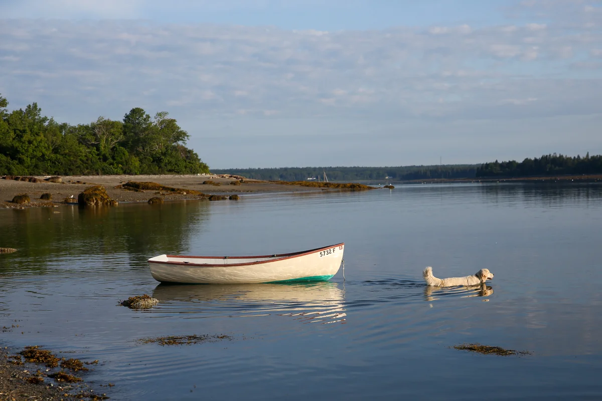 dog pull boat (1 of 1).jpg