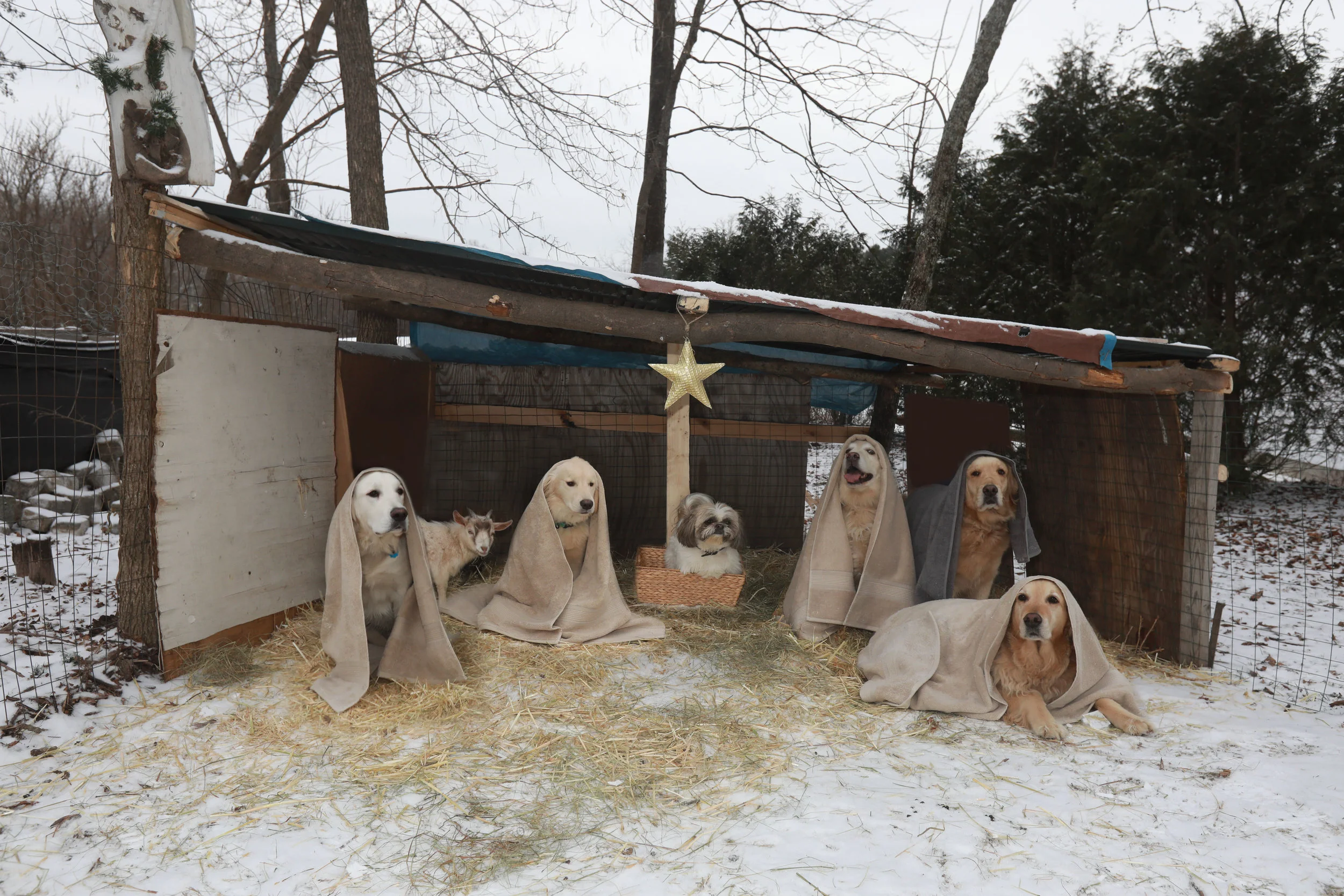nativity.jpg