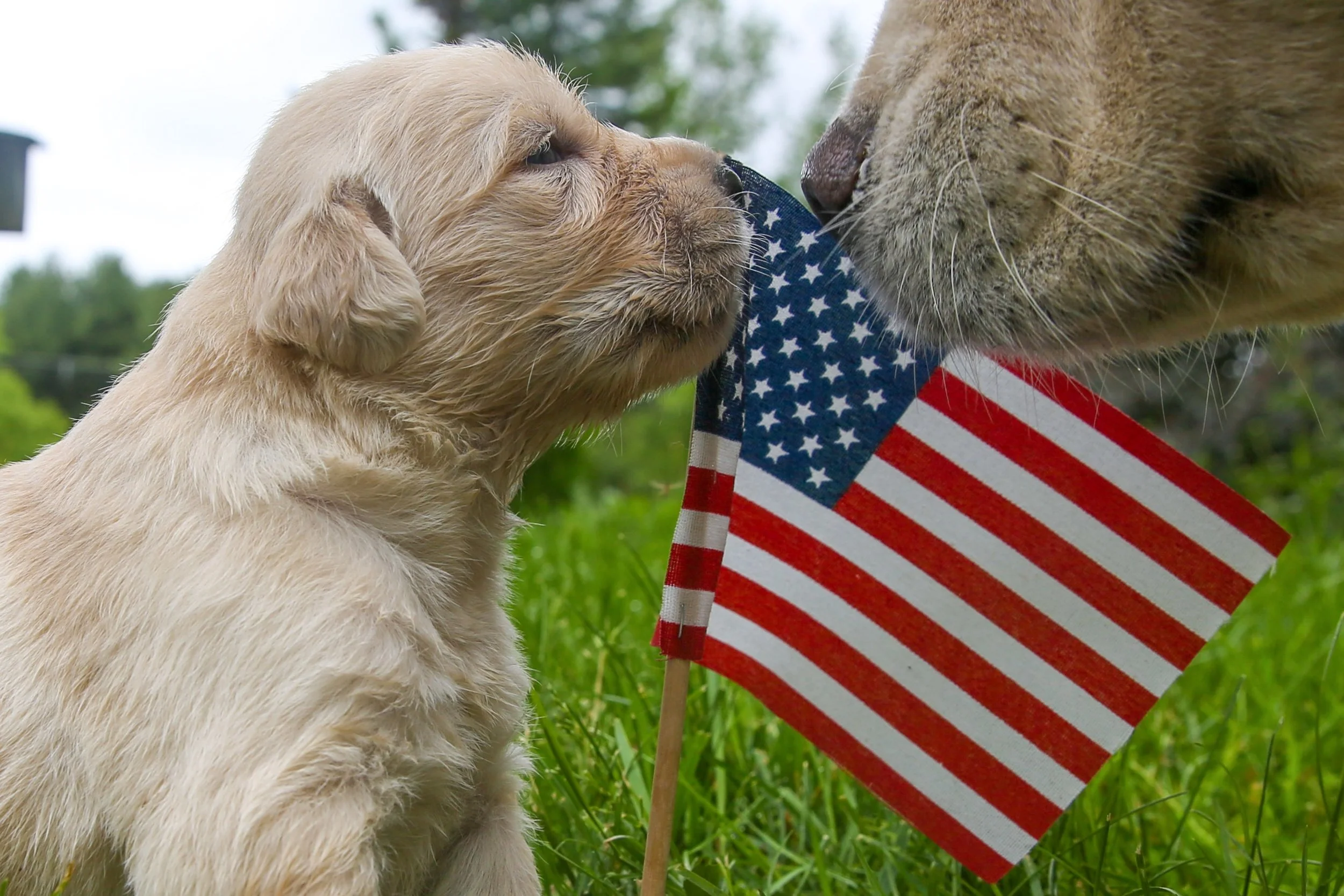 pups.jpg