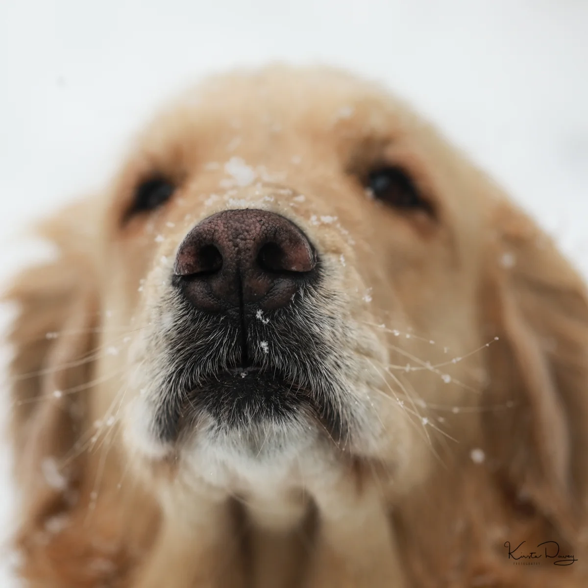 snow dogs nose2 (1 of 1).jpg