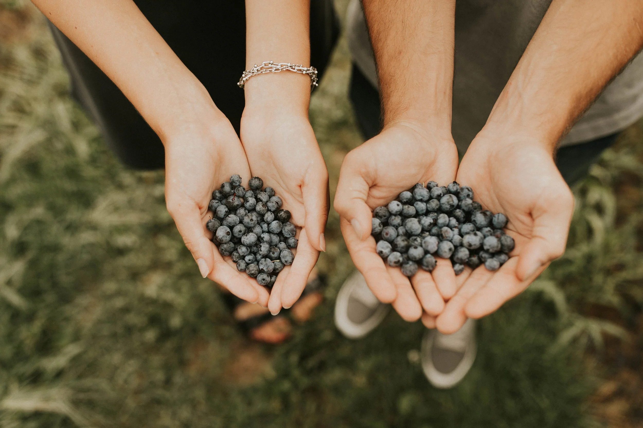 blueberry field photoshoot