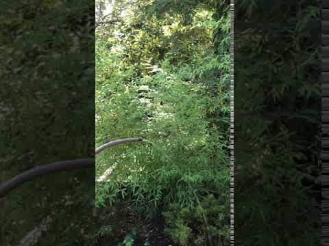 meditation in healdsburg 1