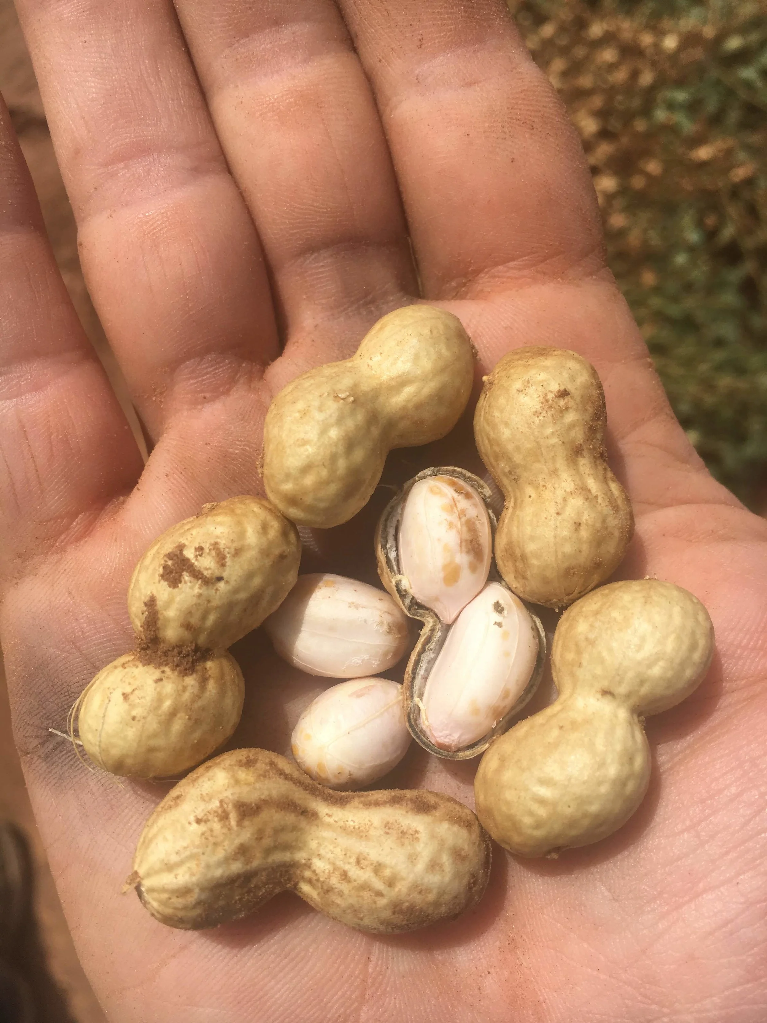 ipg varieties — International Peanut Group